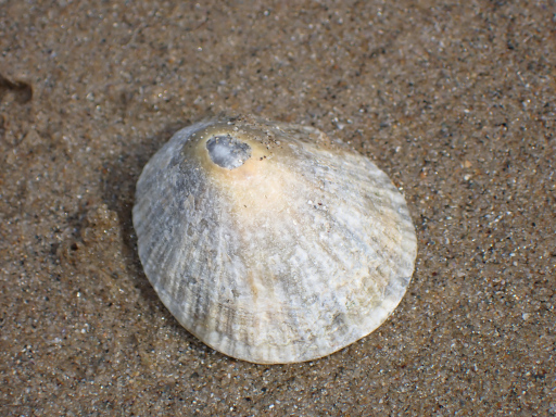 patelle