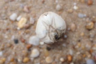 araigneeOursin sable